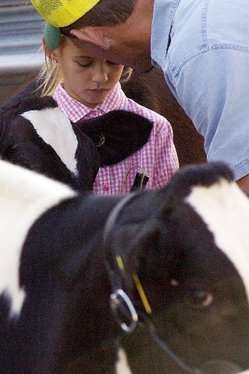 CHELSEA FAIR CALVES 4 lt.JPG